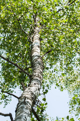 Fototapeta premium Trunk wood of white birch with branches and leaves