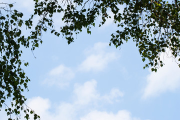 Green branches on background of blue sky