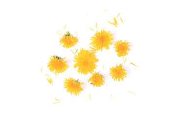 dandelion top view isolated on white background with flat style