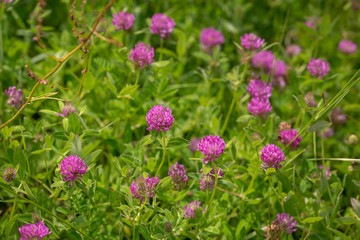 ensemble de fleurs , trèfle des prés