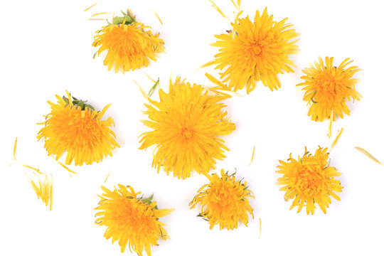 Fototapeta dandelion top view isolated on white background with flat style