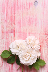 white roses on pink wooden background booklet for advertising place for text