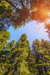 Fototapeta premium Trees in a forest