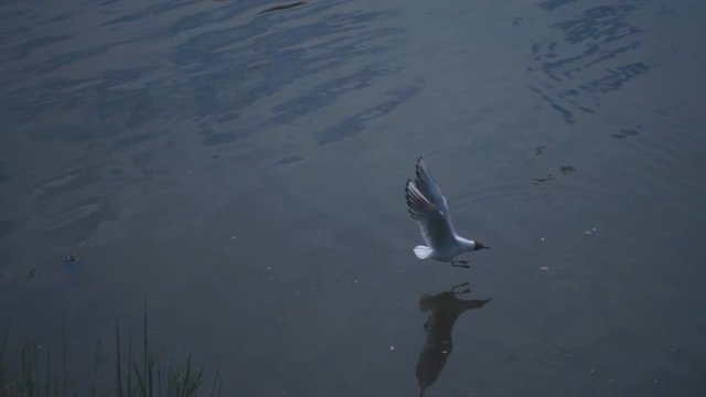 Seagull flies to the surface of the lake and the takes food a beak. Slow motion, high speed camera, 250fps