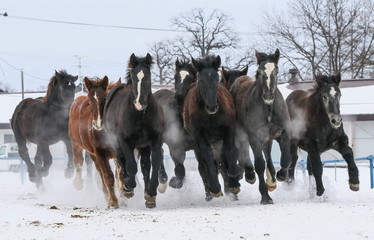 走る馬の集団
