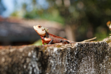 Calotes lizard, Sri Lanka