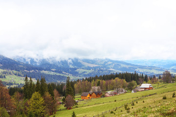 Summer forest on mountain slopes