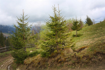 Summer forest on mountain slopes