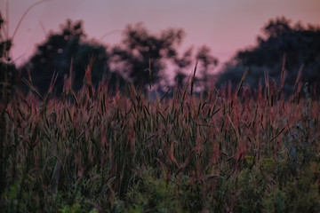 Wild meadow grass on blurred sunrise background