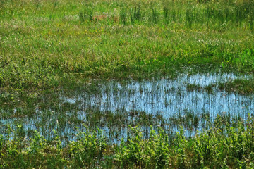 Green grass and water
