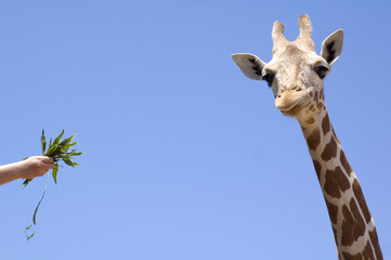 Fototapeta premium Giraffe eating from hand