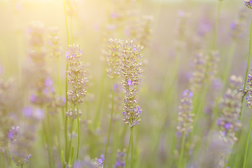 lavender flower - backlit