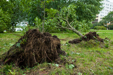 a fallen tree after Hurricane