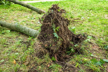 a fallen tree after hurricane