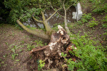 a fallen tree after hurricane