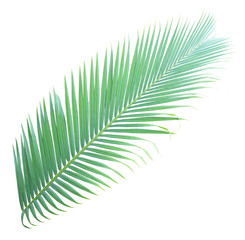 Obraz premium Palm leaf isolated on white background