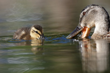 Mallard, Duck, Anas platyrhynchos - Nestling with female.