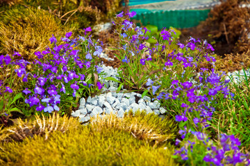 Fototapeta premium Design landscape flowers