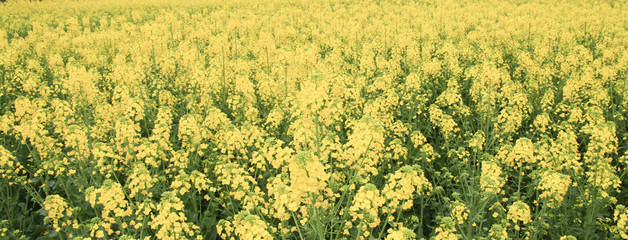 Obraz premium rape field in chengdu,china