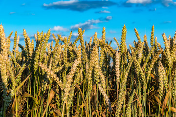 Obraz premium Good weather over the field