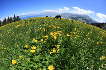horse eating grass on beautiful mountain grass land