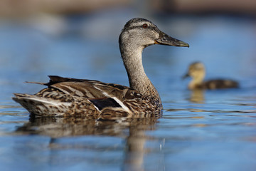Mallard, Duck, Anas platyrhynchos - Nestling with female.