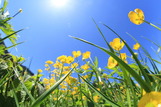 beautiful grass and flowers under blue sky