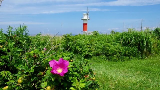 北海道の夏、ハマナスの花咲く青い空と灯台