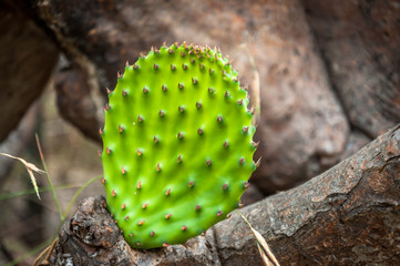 Young, edible, cactus leaf (Opuntia ficus-indica)