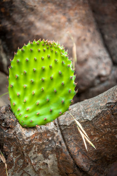 Cactus leaf
