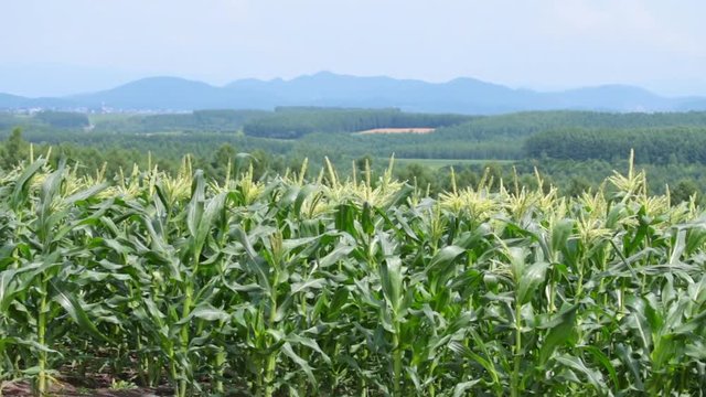 トウモロコシ畑 / 夏の北海道の畑