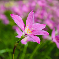 Beautiful pink flowers field and green leaf blur background