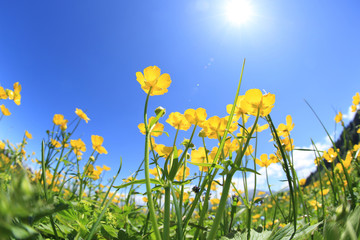 beautiful globeflowers and green grass under blue sky