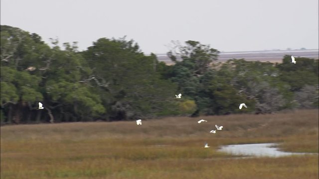 St Simons Island And Ossabaw Black Pig
