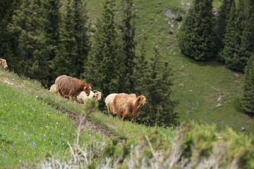 Fototapeta premium group of sheep walking on mountain trail