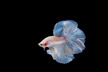 moving moment of white siamese fighting fish isolated 