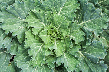 Fresh big cabbage in the garden