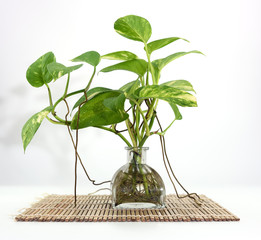 Pothos in glass bottle