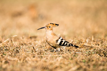Eurasian Hoopoe