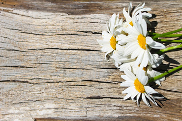 White camomile flowers on wooden background