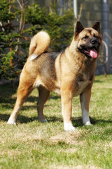 pedigree dog Akita-inu beautiful is in the show position