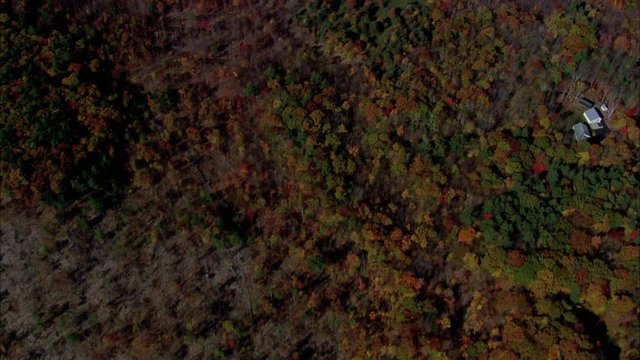 Flight, Trees To Bow Lake