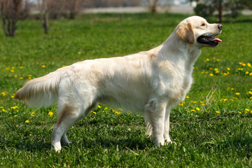 beautiful purebred dog Golden Retriever standing