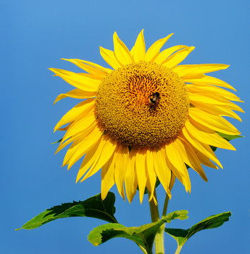 Sunflowers blooming in farm.