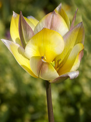 Rare tulip
