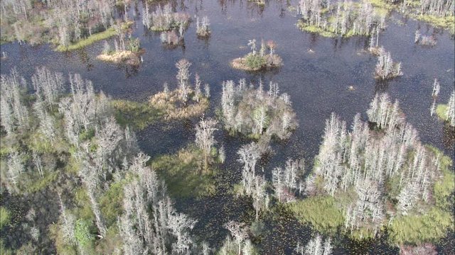 Colours, The Okefenokee Swamp