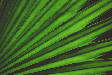 Palm leaf background vintage color