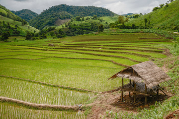The rice terraces field in Chiangrai province of northern part of Thailand.