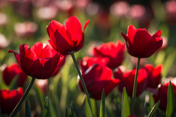 Obraz premium Group of Tulip flowers are spring blooming perennials that grow from bulbs, it is national popular flowers of Netherlands.