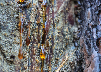 amber pitch on bark of a pine trunk
